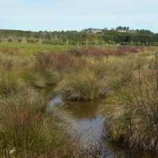 The long grass and native rushes of this Tuapiro paddock are perfect habitat for whitebait breeding.